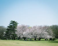 Flores de cerezo de Sakura del japonés en la plena floración en el parque, Tokio fotos de archivo libres de regalías Flores de cerezo de Sakura del japonés en la plena floración en el parque, Tokio fotos de archivo libres de regalías