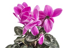 Flores de Cyclamen fotografia de stock royalty free Flores de Cyclamen fotografia de stock royalty free