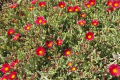 Flores de Delosperma a planta carnuda Vermelho-florescida chamou Delosperma imagens de stock royalty free Flores de Delosperma a planta carnuda Vermelho-florescida chamou Delosperma imagens de stock royalty free
