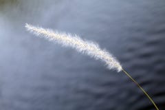 Flores de la hierba blancas en naturaleza sobre el fondo de la superficie del agua, sola hierba de la flor blanca en el foco sele fotografía de archivo Flores de la hierba blancas en naturaleza sobre el fondo de la superficie del agua, sola hierba de la flor blanca en el foco sele fotografía de archivo