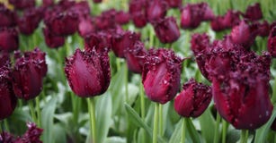 Flores de la primavera - un campo del Tulipa púrpura oscuro de los tulipanes imágenes de archivo libres de regalías Flores de la primavera - un campo del Tulipa púrpura oscuro de los tulipanes imágenes de archivo libres de regalías
