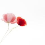 Flores de las amapolas en el fondo blanco Imagen artística suave, apacible, airosa, elegante fotografía de archivo libre de regalías Flores de las amapolas en el fondo blanco Imagen artística suave, apacible, airosa, elegante fotografía de archivo libre de regalías