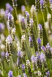 Flores de Lavander imagem de stock Flores de Lavander imagem de stock