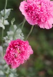 Flores de papoilas cor-de-rosa dobro incomuns no jardim, de abelhas e de zangões que recolhem a não-estrela imagem de stock Flores de papoilas cor-de-rosa dobro incomuns no jardim, de abelhas e de zangões que recolhem a não-estrela imagem de stock