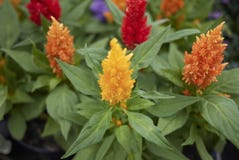 Flores de Plumosa del Celosia fotografía de archivo libre de regalías Flores de Plumosa del Celosia fotografía de archivo libre de regalías