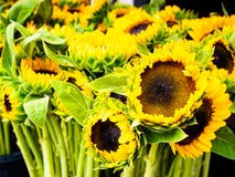 Flores de Sun Natureza, mercado Sun fresco fotos de stock royalty free Flores de Sun Natureza, mercado Sun fresco fotos de stock royalty free
