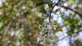 Flores del ciruelo en la primavera Flores del ciruelo en la primavera