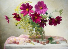 Flores del cosmos Flores del cosmos