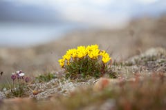 Flores del hirculus amarillo del Saxifraga de la saxífraga del pantano de Svalbard en Svalbard Ártico de la flora de Noruega fotografía de archivo Flores del hirculus amarillo del Saxifraga de la saxífraga del pantano de Svalbard en Svalbard Ártico de la flora de Noruega fotografía de archivo