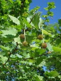 Flores del Platanus fotografía de archivo Flores del Platanus fotografía de archivo