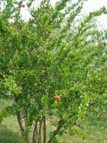 Flores del árbol de granada Frutas de las granadas Árboles en la plantación Cosecha Fotos de archivo libres de regalías Flores del árbol de granada Frutas de las granadas Árboles en la plantación Cosecha Fotos de archivo libres de regalías