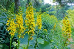 Flores do Ligularia imagens de stock royalty free Flores do Ligularia imagens de stock royalty free