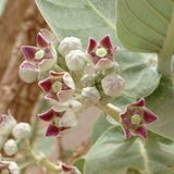 Flores do procera de Calotropis imagem de stock Flores do procera de Calotropis imagem de stock