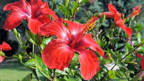 Flores do verão imagens de stock Flores do verão imagens de stock