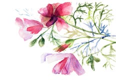 Flores do verão, ilustração da aguarela ilustração do vetor Flores do verão, ilustração da aguarela ilustração do vetor