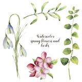 Flores e ervas da mola da aquarela Grupo floral com snowdrops, flor de cerejeira, ramos das ervas isolados no branco ilustração royalty free Flores e ervas da mola da aquarela Grupo floral com snowdrops, flor de cerejeira, ramos das ervas isolados no branco ilustração royalty free
