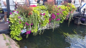 Flores en el canal imágenes de archivo libres de regalías Flores en el canal imágenes de archivo libres de regalías