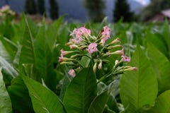 Flores en plantaciones del tabaco en Ransol, Andorra imagen de archivo libre de regalías Flores en plantaciones del tabaco en Ransol, Andorra imagen de archivo libre de regalías