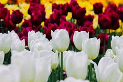 Flores hermosas de los tulipanes que florecen en el jardín fotografía de archivo Flores hermosas de los tulipanes que florecen en el jardín fotografía de archivo