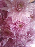 Flores hermosas que florecen bajo Sun, diversos tipos de la primavera de flores fotografía de archivo libre de regalías Flores hermosas que florecen bajo Sun, diversos tipos de la primavera de flores fotografía de archivo libre de regalías