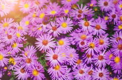 flores lilás do outono Fundo natural bonito imagem de stock flores lilás do outono Fundo natural bonito imagem de stock