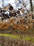 Flores murchadas inverno de Brown fotografia de stock royalty free Flores murchadas inverno de Brown fotografia de stock royalty free