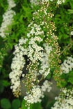 Flores pequeñas, blancas en racimos suntuosos a lo largo de ramas frondosas del arbusto de Spirea foto de archivo Flores pequeñas, blancas en racimos suntuosos a lo largo de ramas frondosas del arbusto de Spirea foto de archivo