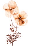 Flores pressionadas fotos de stock royalty free Flores pressionadas fotos de stock royalty free