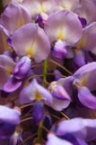 Flores púrpuras con una indirecta del crecimiento amarillo en Alemania fotografía de archivo libre de regalías Flores púrpuras con una indirecta del crecimiento amarillo en Alemania fotografía de archivo libre de regalías