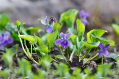 Flores púrpuras del primer que florecen en primavera en prado salvaje Fondo de la naturaleza imagenes de archivo Flores púrpuras del primer que florecen en primavera en prado salvaje Fondo de la naturaleza imagenes de archivo