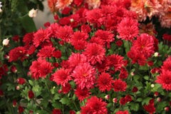 Flores rojas hermosas de los crisantemos en jardín fotos de archivo libres de regalías Flores rojas hermosas de los crisantemos en jardín fotos de archivo libres de regalías