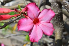 Flores rosadas de Obesum del Adenium en Tailandia imagen de archivo Flores rosadas de Obesum del Adenium en Tailandia imagen de archivo