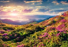 Flores rosadas mágicas del rododendro en montañas Salida del sol del verano imágenes de archivo libres de regalías Flores rosadas mágicas del rododendro en montañas Salida del sol del verano imágenes de archivo libres de regalías