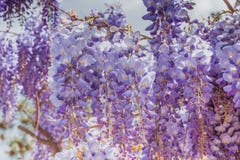Flores roxas bonitas da glicínia que florescem no jardim da mola imagem de stock Flores roxas bonitas da glicínia que florescem no jardim da mola imagem de stock