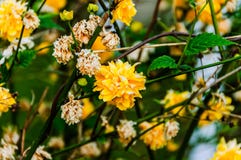 Flores salvajes con el fondo suave del foco Imagenes de archivo Flores salvajes con el fondo suave del foco Imagenes de archivo