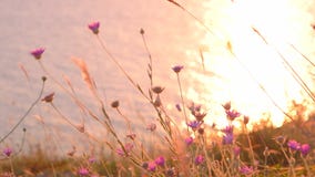Flores salvajes contra la agua de mar tranquilo Flores salvajes contra la agua de mar tranquilo