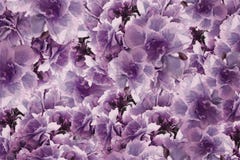 Flores violeta-cor-de-rosa-marrons das rosas do vintage Bandeira das flores Background colagem floral Composição da flor ilustração royalty free Flores violeta-cor-de-rosa-marrons das rosas do vintage Bandeira das flores Background colagem floral Composição da flor ilustração royalty free