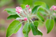 Flores y fondo de la primavera con el bokeh imagen de archivo libre de regalías Flores y fondo de la primavera con el bokeh imagen de archivo libre de regalías