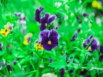 Floresce o close-up bonito dos pansies imagem de stock Floresce o close-up bonito dos pansies imagem de stock