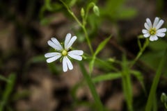 Florescendo na mola, estrelas delicadas das flores brancas foto de stock Florescendo na mola, estrelas delicadas das flores brancas foto de stock