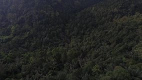 Floresta aérea com névoa video estoque Floresta aérea com névoa video estoque