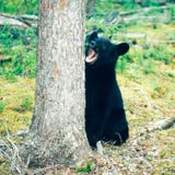 Floresta boreal americana de Yukon do Ursus do urso preto foto de stock royalty free Floresta boreal americana de Yukon do Ursus do urso preto foto de stock royalty free