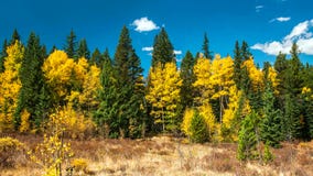 Floresta colorida em Rocky Mountain National Park, Colorado, EUA imagem de stock royalty free Floresta colorida em Rocky Mountain National Park, Colorado, EUA imagem de stock royalty free