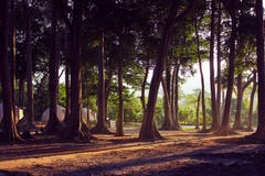 Floresta com luz natural e cabanas imagem de stock royalty free Floresta com luz natural e cabanas imagem de stock royalty free