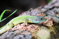 Floresta do lagarto na primavera em um log imagens de stock Floresta do lagarto na primavera em um log imagens de stock