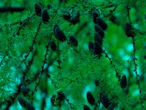 Floresta do russo de junho imagem de stock royalty free Floresta do russo de junho imagem de stock royalty free
