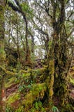Floresta Mossy fotografia de stock royalty free Floresta Mossy fotografia de stock royalty free