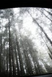Floresta no fundo imagem de stock Floresta no fundo imagem de stock