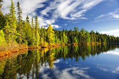 Floresta que reflete no lago