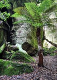 Floresta verde imagens de stock royalty free Floresta verde imagens de stock royalty free